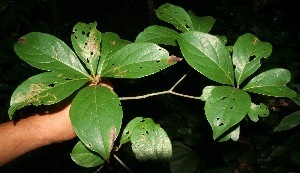 Cordia eriostigma