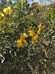 Senna glutinosa