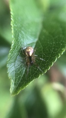 Anelosimus vittatus