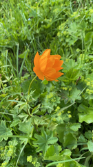 Trollius asiaticus