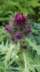 Cirsium alsophilum