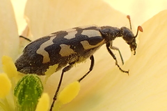 Hycleus decoratus