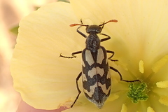 Hycleus decoratus