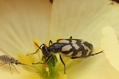 Hycleus decoratus