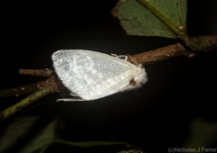 Euzora collucens