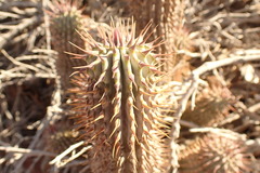 Hoodia