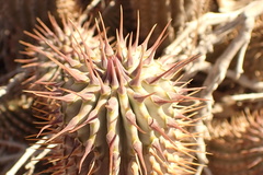 Hoodia