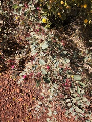 Indigofera monophylla