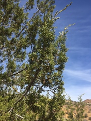 Juniperus coahuilensis