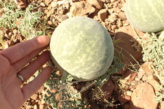 Citrullus ecirrhosus image