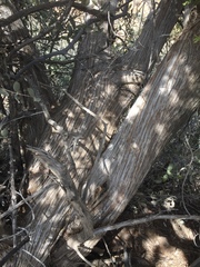 Juniperus coahuilensis