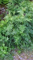 Cirsium alsophilum
