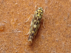 Eupteryx calcarata