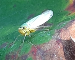 Cicadella