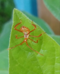 Hemiptera