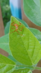 Hemiptera