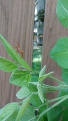Hemiptera