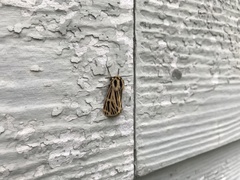 Apantesis virguncula