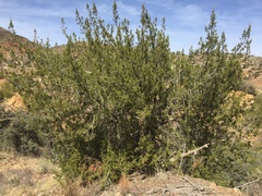 Juniperus coahuilensis