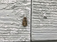 Apantesis virguncula