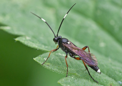 Vulgichneumon saturatorius