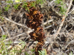 Orobanche gracilis