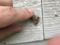 Apantesis virguncula