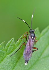 Vulgichneumon saturatorius