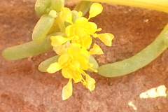 Tetraena simplex image