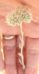 Helichrysum tomentosulum subsp. tomentosulum image
