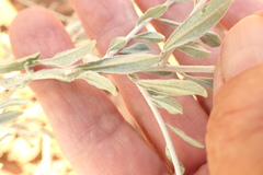 Helichrysum tomentosulum image