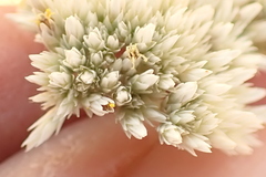Helichrysum tomentosulum subsp. tomentosulum image