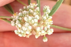 Limeum argute-carinatum image