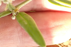 Limeum argute-carinatum image