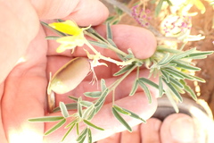 Crotalaria podocarpa image