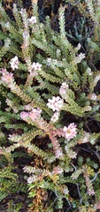 Euchaetis