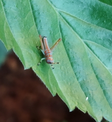 Pirithoicus ophthalmicus