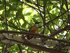 Pitta moluccensis