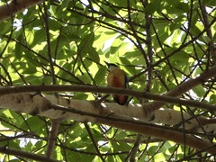Pitta moluccensis
