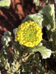 Pimelea ammocharis