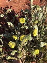 Pimelea ammocharis