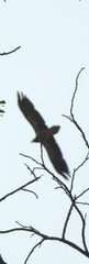 Neophron percnopterus