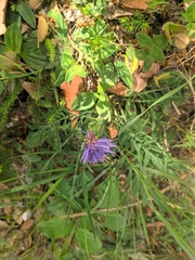 Carthamus mitissimus