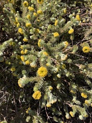 Pimelea ammocharis