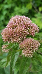 Eupatorium cannabinum