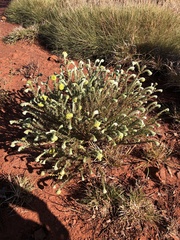 Pimelea ammocharis