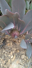 Protea recondita