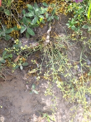 Thesium divaricatum