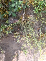 Thesium divaricatum