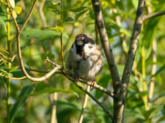Passer montanus